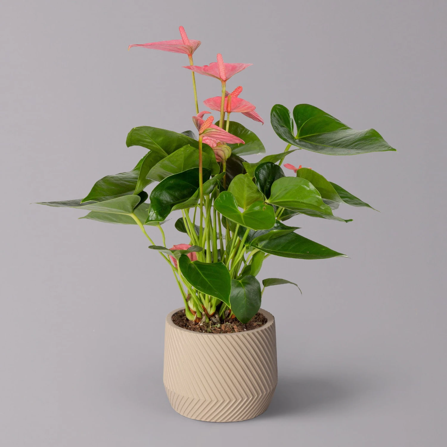 Flamingoblume 'Pink Champion' Pink, Inkl. Übertopf Monza Beige, Topf-Ø 12 Cm 1 Flamingoblume 'Pink Champion' Pink, Inkl. Übertopf Monza Beige, Topf-Ø 12 Cm