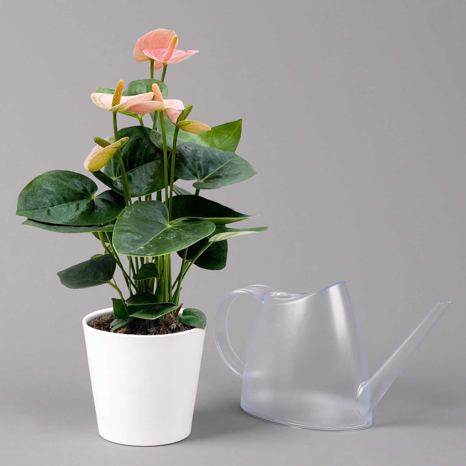 Flamingoblume 'Spirit Champion' Hellrosa, Inkl. Übertopf Dallas, Topf-Ø 12 Cm 1 Flamingoblume 'Spirit Champion' Hellrosa, Inkl. Übertopf Dallas, Topf-Ø 12 Cm