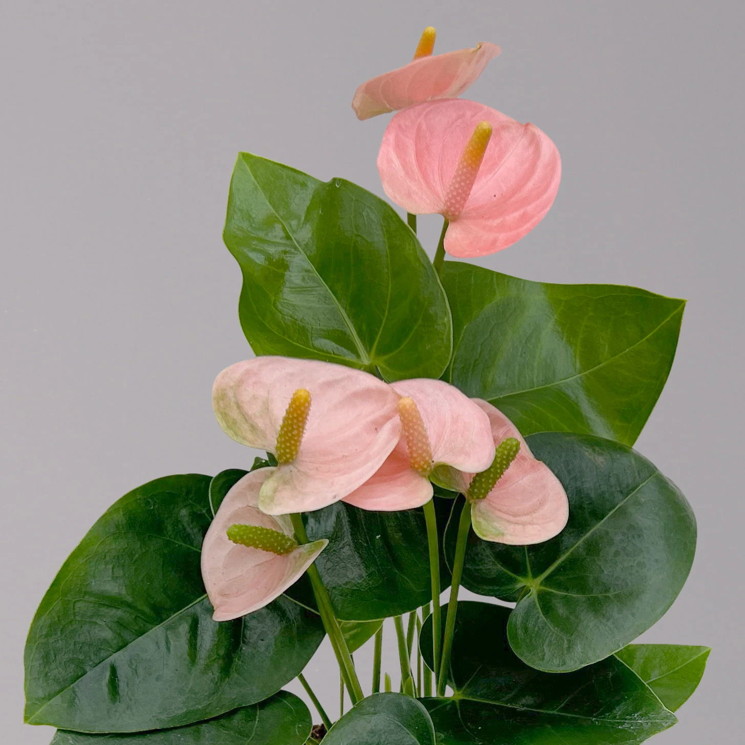 Flamingoblume 'Spirit Champion' Hellrosa, Inkl. Übertopf Dallas, Topf-Ø 12 Cm 2 Flamingoblume 'Spirit Champion' Hellrosa, Inkl. Übertopf Dallas, Topf-Ø 12 Cm – Bild 2