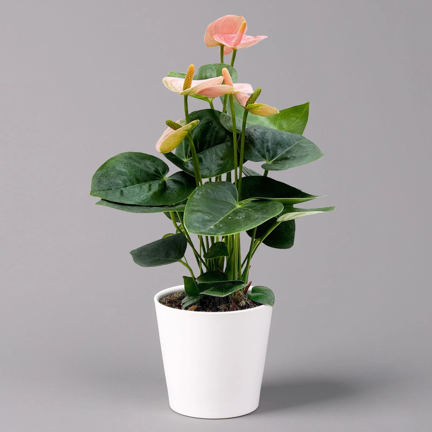 Flamingoblume 'Spirit Champion' Hellrosa, Inkl. Übertopf Dallas, Topf-Ø 12 Cm 6 Flamingoblume 'Spirit Champion' Hellrosa, Inkl. Übertopf Dallas, Topf-Ø 12 Cm – Bild 6