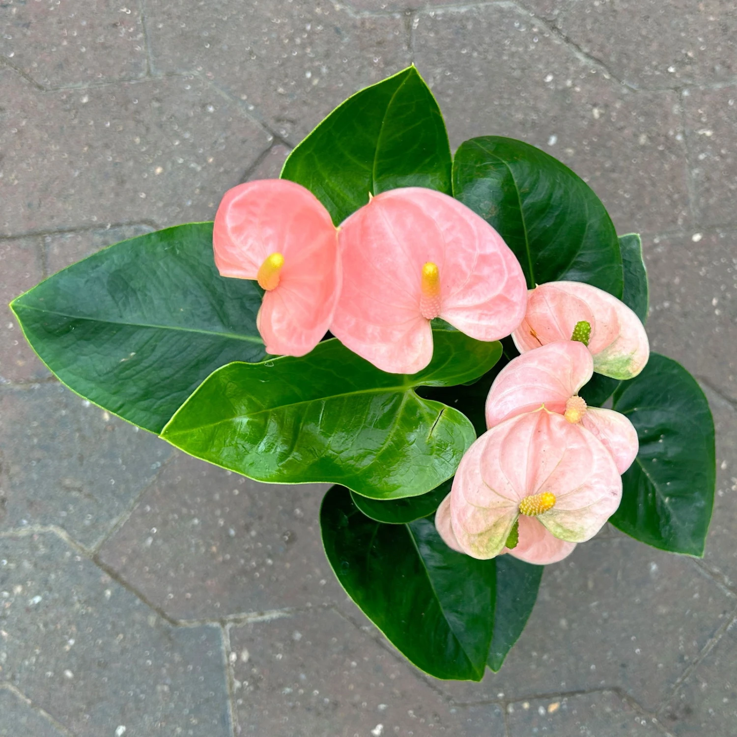 Flamingoblume 'Spirit Champion' Hellrosa, Inkl. Übertopf Dallas, Topf-Ø 12 Cm 3 Flamingoblume 'Spirit Champion' Hellrosa, Inkl. Übertopf Dallas, Topf-Ø 12 Cm – Bild 3