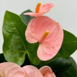 Flamingoblume 'Spirit Champion' Hellrosa, Inkl. Übertopf Dallas, Topf-Ø 12 Cm 13 Flamingoblume 'Spirit Champion' Hellrosa, Inkl. Übertopf Dallas, Topf-Ø 12 Cm -Bio Pflanzen Verkauf 0210650621 Anthurium a Spirit Champion hellrosa T12 Dallas weiss 5 126787