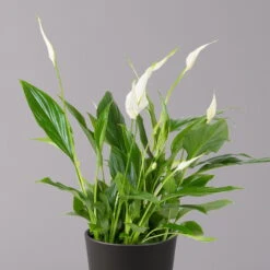 Einblatt 'Bellini', Topf-Ø 13 Cm, Mit Topf Anthrazit, Höhe Ca. 30 Cm, 3er-Set -Bio Pflanzen Verkauf 0210660076 Spath wall Bellini UeT Dallas anthrazit 2