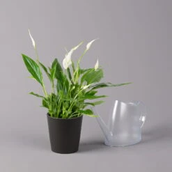 Einblatt 'Bellini', Topf-Ø 13 Cm, Mit Topf Anthrazit, Höhe Ca. 30 Cm, 2er-Set -Bio Pflanzen Verkauf 0210660076 Spath wall Bellini UeT Dallas anthrazit 3 1