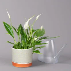 Einblatt 'Bellini' In Keramiktopf Lauren Grün, Topf-Ø 13 Cm, Höhe Ca. 30 Cm -Bio Pflanzen Verkauf 0210660085 Spathiphyllum mit Uebertopf Lauren gruen 3