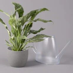 Einblatt 'Diamond', Topf-Ø 12 Cm, Höhe Ca. 40 Cm -Bio Pflanzen Verkauf 0210660089 Spathiphyllum Diamond 12cm 2 115548