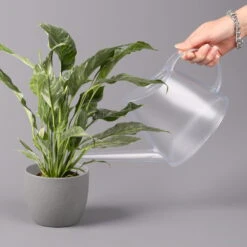 Einblatt 'Diamond', Topf-Ø 12 Cm, Höhe Ca. 40 Cm -Bio Pflanzen Verkauf 0210660089 Spathiphyllum Diamond 12cm 3 115549