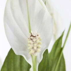 Einblatt 'Bellini' In Übertopf Vibes Gelb, Topf-Ø 13 Cm, Höhe Ca. 30 Cm -Bio Pflanzen Verkauf 0210660098 0210660099 0210660100 0210660101 Spathiphyllum Bellini 1 124913