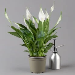 Einblatt 'Bellini' In Übertopf Vibes Gelb, Topf-Ø 13 Cm, Höhe Ca. 30 Cm -Bio Pflanzen Verkauf 0210660098 0210660099 0210660100 0210660101 Spathiphyllum Bellini 124912