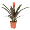 Guzmania 'Tala', Orange-gelb, Topf-Ø 12 Cm , Höhe Ca. 45 Cm