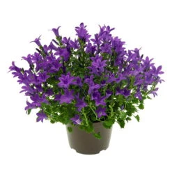 Glockenblume 'Get Mee'®, Blau, Topf-Ø 10,5 Cm, Höhe Ca. 15 Cm, 6er-Set -Bio Pflanzen Verkauf 0210800017 Campanula Get mee blau 10 5cm1