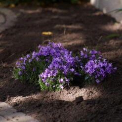 Glockenblume 'Get Mee'®, Blau, Topf-Ø 10,5 Cm, Höhe Ca. 15 Cm, 6er-Set -Bio Pflanzen Verkauf 0210800017 Campanula Get mee blau 10 5cm3