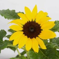 Sonnenblume 'Sunsation'® Gelb, Topf-Ø 12/13 Cm, 6er-Set -Bio Pflanzen Verkauf 0210850025 Helianthus annuus Sunsation gelb 6er Set 1