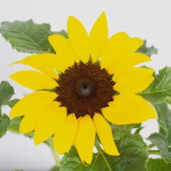 Sonnenblume 'Sunsation'® Gelb, Topf-Ø 12/13 Cm, 6er-Set -Bio Pflanzen Verkauf 0210850025 Helianthus annuus Sunsation gelb 6er Set 2