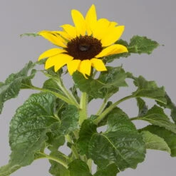 Sonnenblume 'Sunsation'® Gelb, Topf-Ø 12/13 Cm, 6er-Set -Bio Pflanzen Verkauf 0210850025 Helianthus annuus Sunsation gelb T12 13 H25 6er Set 2 1 125625