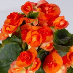 Elatior-Begonie, Topf-Ø 14 Cm, Orange, Höhe Ca. 20-27 Cm, 4er-Set -Bio Pflanzen Verkauf 0210900298 Begonia Elatior T14 orange 4er Set 42