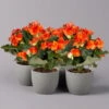 Elatior-Begonie, Topf-Ø 14 Cm, Orange, Höhe Ca. 20-27 Cm, 4er-Set