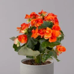 Elatior-Begonie, Topf-Ø 14 Cm, Orange, Höhe Ca. 20-27 Cm, 4er-Set -Bio Pflanzen Verkauf 0210900298 Begonia Elatior orange 32