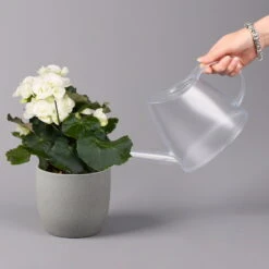 Elatior-Begonie, Topf-Ø 14 Cm, Gelb & Weiß, Höhe Ca. 20-27 Cm, 4er-Set -Bio Pflanzen Verkauf 0210900299 Begonia Elatior gelb weiss 6