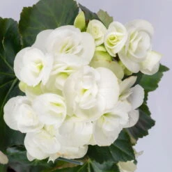 Elatior-Begonie, Topf-Ø 14 Cm, Gelb & Weiß, Höhe Ca. 20-27 Cm, 4er-Set -Bio Pflanzen Verkauf 0210900299 Begonia Elatior gelb weiss 7