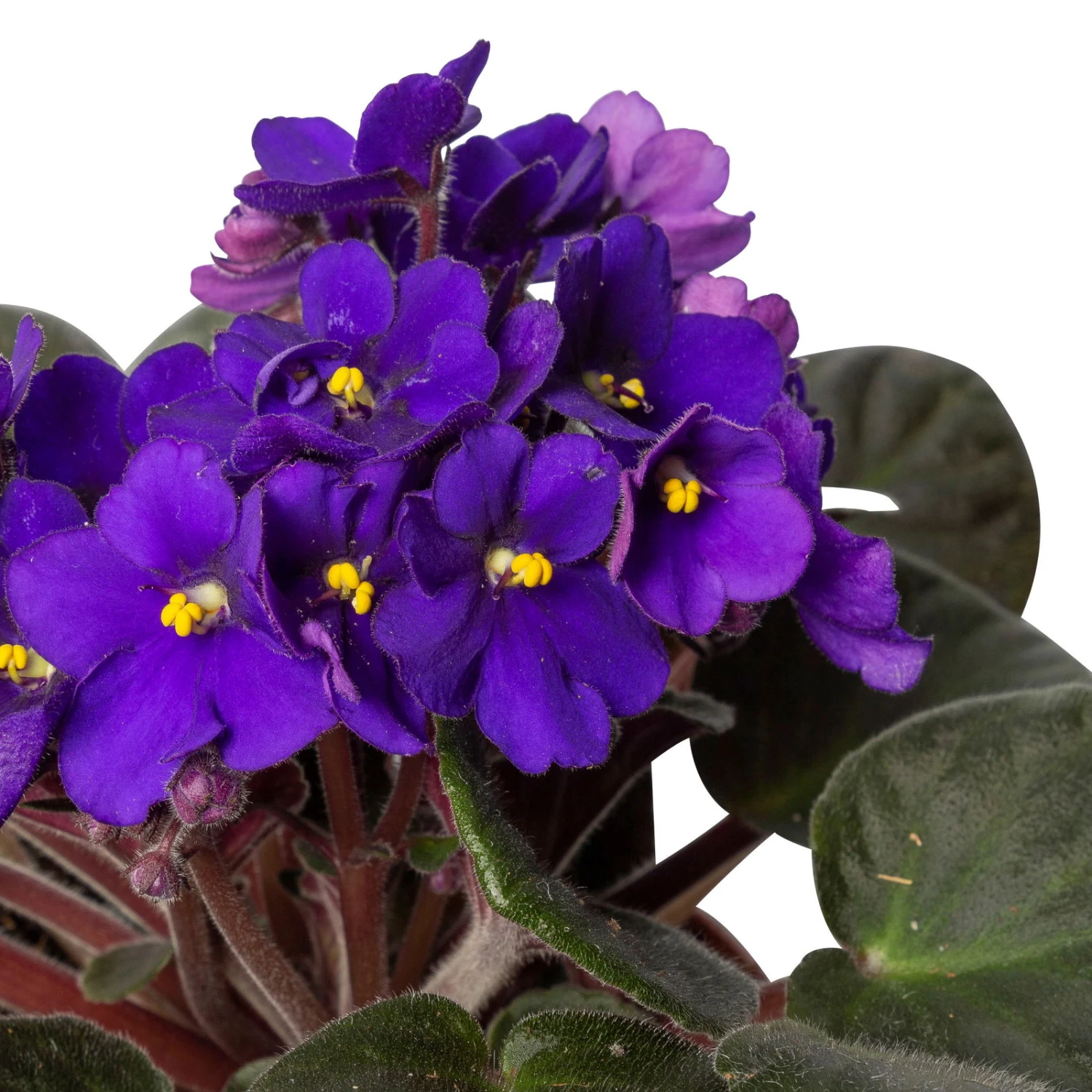 Usambaraveilchen In Keramiktopf Dallas Weiß, Dunkelblau, Topf-Ø 12 Cm, 3er-Set 4 Usambaraveilchen In Keramiktopf Dallas Weiß, Dunkelblau, Topf-Ø 12 Cm, 3er-Set – Bild 4