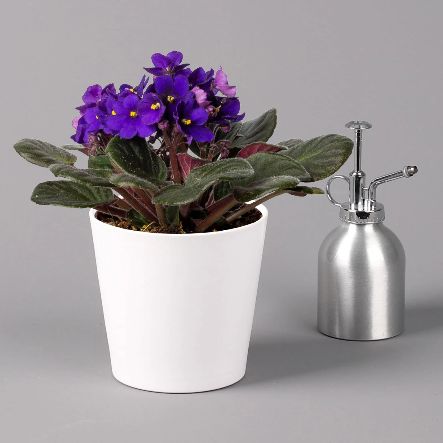 Usambaraveilchen In Keramiktopf Dallas Weiß, Dunkelblau, Topf-Ø 12 Cm, 3er-Set 3 Usambaraveilchen In Keramiktopf Dallas Weiß, Dunkelblau, Topf-Ø 12 Cm, 3er-Set – Bild 3