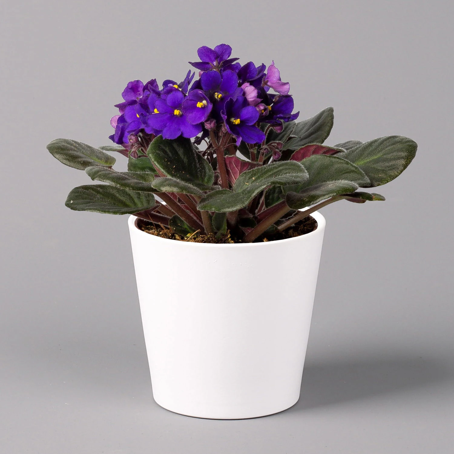 Usambaraveilchen In Keramiktopf Dallas Weiß, Dunkelblau, Topf-Ø 12 Cm, 3er-Set 2 Usambaraveilchen In Keramiktopf Dallas Weiß, Dunkelblau, Topf-Ø 12 Cm, 3er-Set – Bild 2