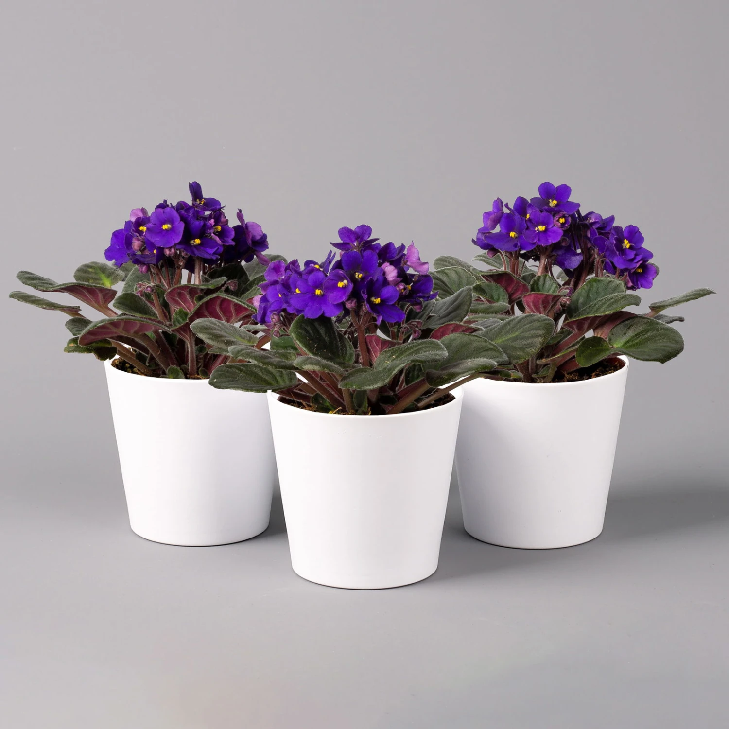 Usambaraveilchen In Keramiktopf Dallas Weiß, Dunkelblau, Topf-Ø 12 Cm, 3er-Set 1 Usambaraveilchen In Keramiktopf Dallas Weiß, Dunkelblau, Topf-Ø 12 Cm, 3er-Set