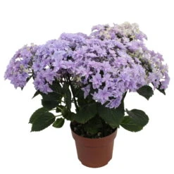 Hortensie 'Double Dutch', Blau, Topf-Ø 14 Cm, Höhe Ca. 40 Cm