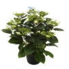 Hortensie Hovaria® 'Elleair Anniversary', Blau, Topf-Ø 14 Cm, Höhe Ca. 35 Cm