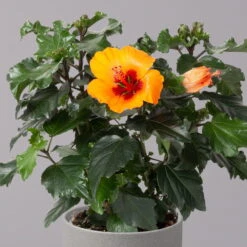 Hibiskus, HibisQs Graff® 'Petit Orange', Topf-Ø 13 Cm, Höhe Ca. 35 Cm, 2er-Set -Bio Pflanzen Verkauf 0213100211 Hibiscus Petit Orange 2er Set 3