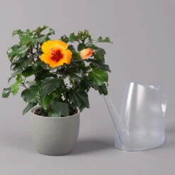 Hibiskus, HibisQs Graff® 'Petit Orange', Topf-Ø 13 Cm, Höhe Ca. 35 Cm, 2er-Set -Bio Pflanzen Verkauf 0213100211 Hibiscus Petit Orange 2er Set 4