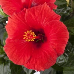 Hibiskus, Rot, In Keramiktopf Dallas Anthrazit, Topf-Ø 13 Cm, 2er-Set -Bio Pflanzen Verkauf 0213100214 0213100215 0213100216 0213100229 0213100230 Hibiscus rot 1