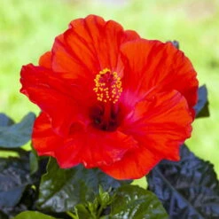Hibiskus, Rot, In Keramiktopf Dallas Anthrazit, Topf-Ø 13 Cm, 2er-Set -Bio Pflanzen Verkauf 0213100214 0213100215 0213100216 0213100229 0213100230 Hibiscus rot 2