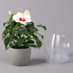 Hibiskus, Weiß, Topf-Ø 13 Cm, Höhe Ca. 35 Cm, 2er-Set -Bio Pflanzen Verkauf 0213100220 Hibiscus ohne Topf weiss 2er Set 4