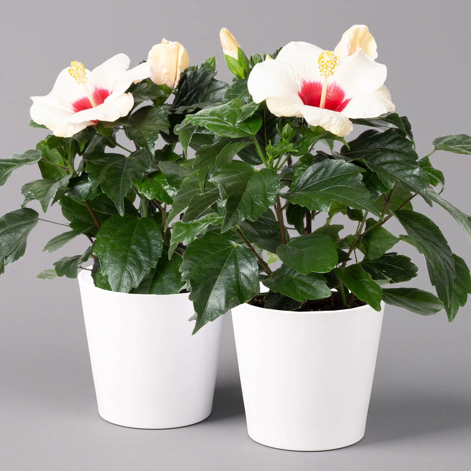 Hibiskus, Weiß, Mit Keramiktopf Dallas Weiß, Topf-Ø 13 Cm, 2er-Set 1 Hibiskus, Weiß, Mit Keramiktopf Dallas Weiß, Topf-Ø 13 Cm, 2er-Set
