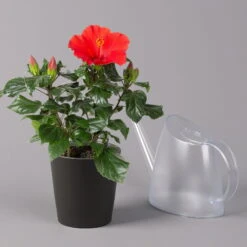 Hibiskus, Rot, In Keramiktopf Dallas Anthrazit, Topf-Ø 13 Cm, 2er-Set -Bio Pflanzen Verkauf 0213100230 Hibiscus rot Topf Dallas anthrazit 3