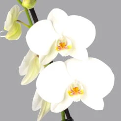Bio Pflanzen Verkauf -Bio Pflanzen Verkauf 0215152551 phalaenopsis midi weiss 2 122725