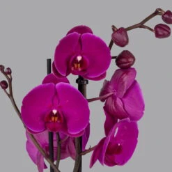 Bio Pflanzen Verkauf -Bio Pflanzen Verkauf 0215152691 phalaenopsis midi lila 2 122711