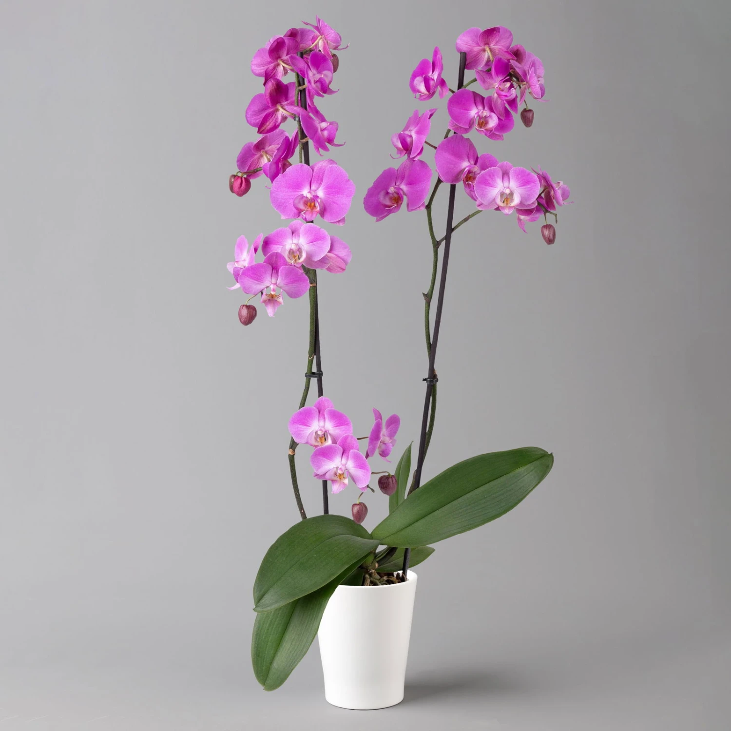 Schmetterlingsorchidee, Inkl. Keramiktopf, Dunkelrosa, Topf-Ø 12cm, Höhe Ca 60cm 1 Schmetterlingsorchidee, Inkl. Keramiktopf, Dunkelrosa, Topf-Ø 12cm, Höhe Ca 60cm