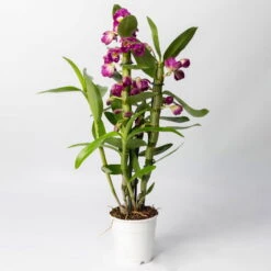 Dendrobium, Lila, Topf-Ø 12 Cm, Höhe Ca. 50-60 Cm