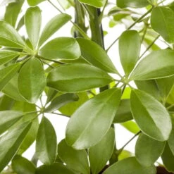 Schefflera Arboricola 'Nora', Topf-Ø 21 Cm, Höhe Ca. 55 Cm -Bio Pflanzen Verkauf 0220106951 Schefflera arbor Nora