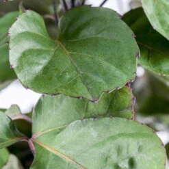 Polyscias 'Fabian', Topf-Ø 17 Cm, Höhe Ca. 60 Cm 7 Polyscias 'Fabian', Topf-Ø 17 Cm, Höhe Ca. 60 Cm -Bio Pflanzen Verkauf 0220107719 Polyscias Fabian 17cm 60cm1