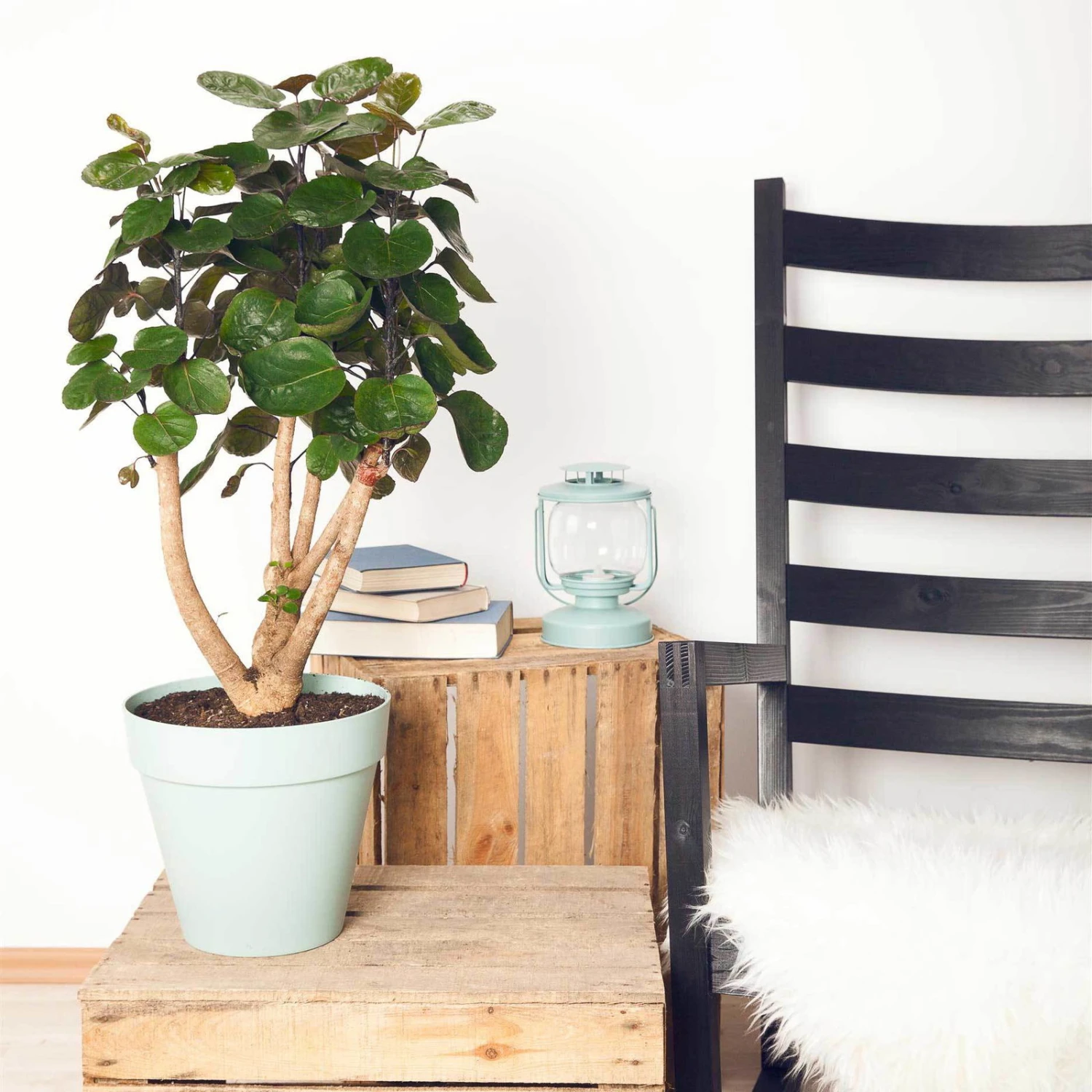 Polyscias 'Fabian', Topf-Ø 17 Cm, Höhe Ca. 60 Cm 1 Polyscias 'Fabian', Topf-Ø 17 Cm, Höhe Ca. 60 Cm