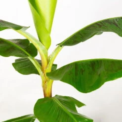 Bananenpflanze 'Dwarf Cavendish' Im Korb Gaby, Topf-Ø 21 Cm, H: Ca. 60-80 Cm -Bio Pflanzen Verkauf 0220108142 Musa Dwarf Cavendish im Dekokorb Gaby T21 WS 3 94187