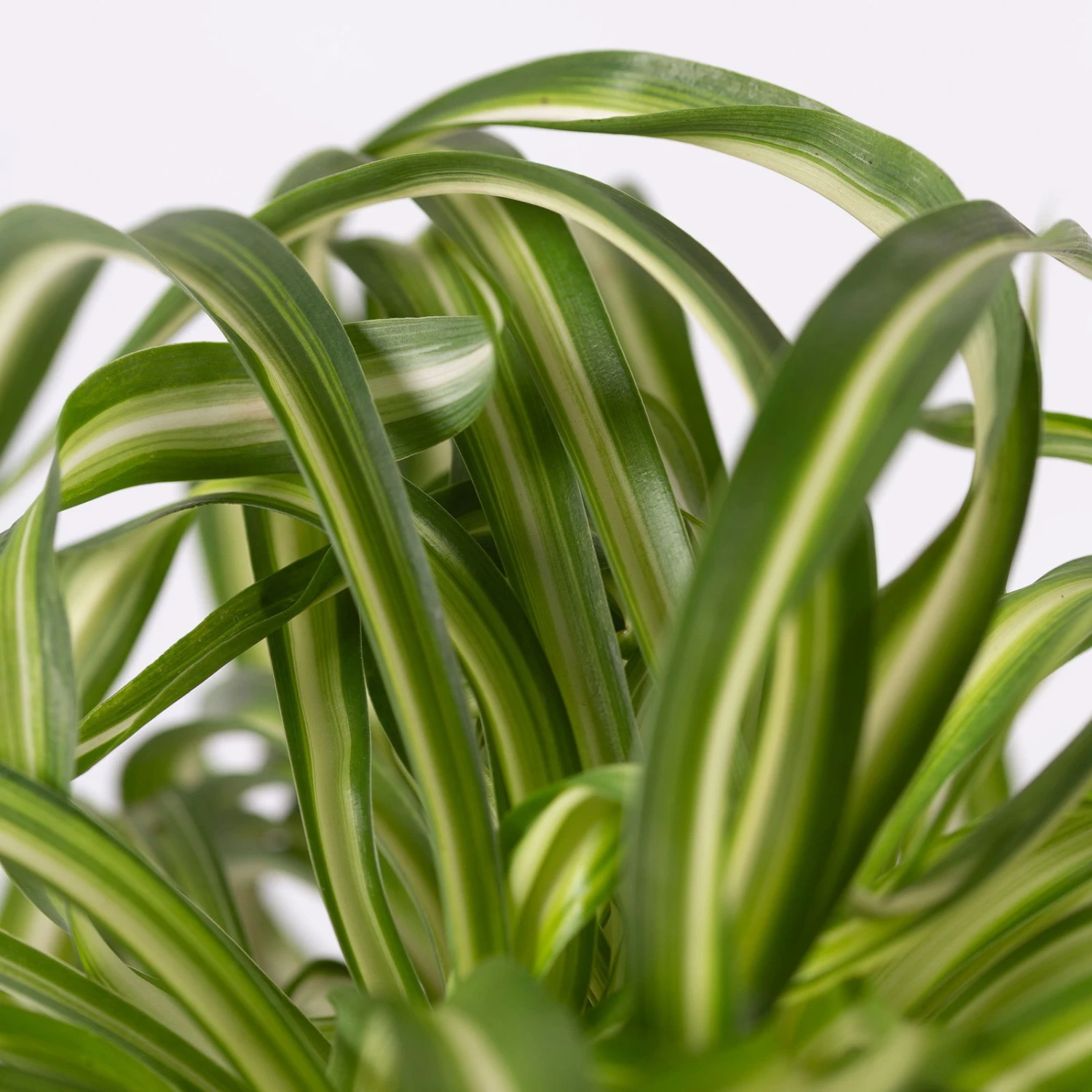 Grünlilie 'Bonnie' Mit Übertopf Vibes Blau, Topf-Ø 12 Cm, Höhe Ca. 25 Cm 2 Grünlilie 'Bonnie' Mit Übertopf Vibes Blau, Topf-Ø 12 Cm, Höhe Ca. 25 Cm – Bild 2