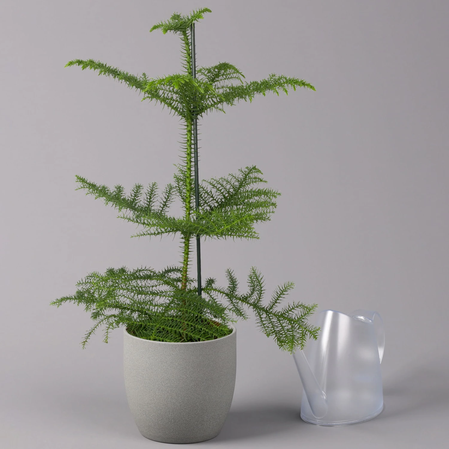 Zimmertanne, Topf-Ø 17 Cm, Höhe Ca. 45 Cm 1 Zimmertanne, Topf-Ø 17 Cm, Höhe Ca. 45 Cm