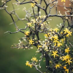 Zickzackstrauch, Topf-Ø 13 Cm, Höhe Ca. 25 Cm, 2er-Set -Bio Pflanzen Verkauf 0220108510 0220108511 0220108515 0220108516 0220108517 0220108518 0220108519 0220108520 Corokia 1 116837