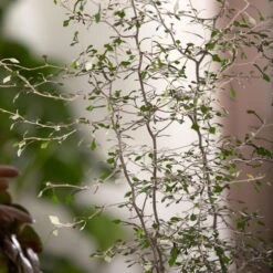 Zickzackstrauch, Topf-Ø 13 Cm, Höhe Ca. 25 Cm, 2er-Set -Bio Pflanzen Verkauf 0220108510 0220108511 0220108515 0220108516 0220108517 0220108518 0220108519 0220108520 Corokia 3 116836