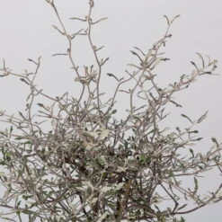 Zickzackstrauch, Topf-Ø 13 Cm, Höhe Ca. 25 Cm, 2er-Set -Bio Pflanzen Verkauf 0220108517 Corokia cotoneaster 2 117169